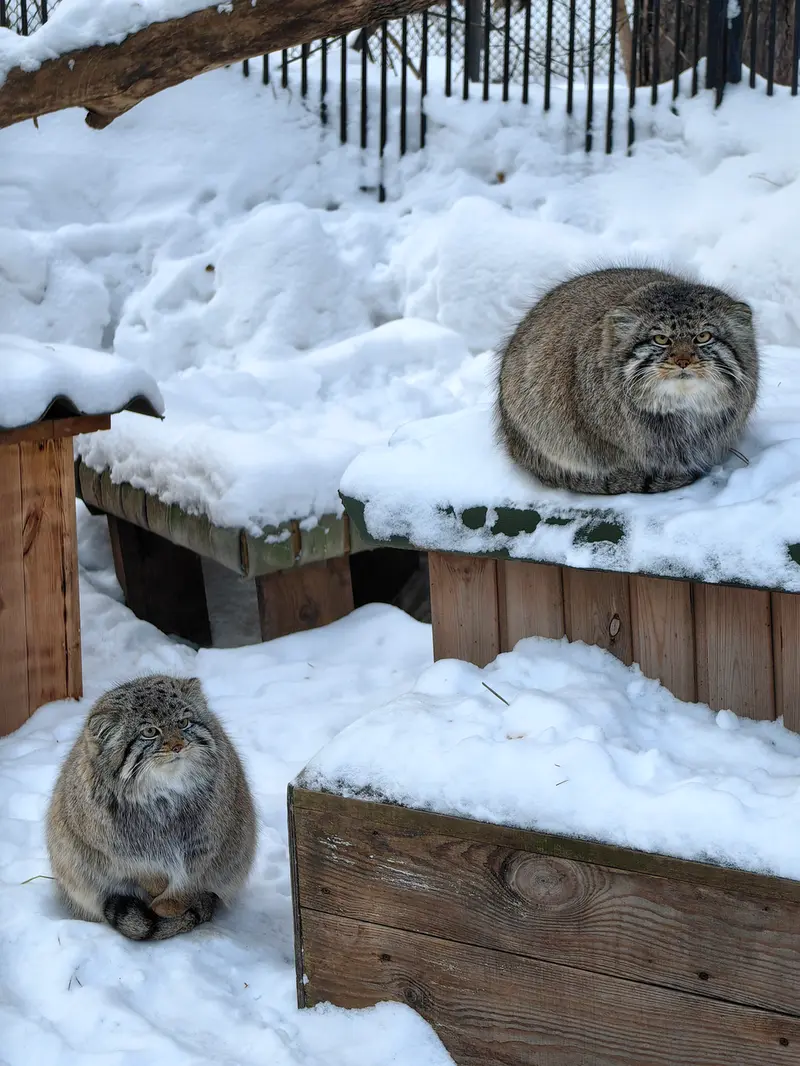 Фотография Евчика 2024 Г.р. Ⅱ и Евчика 2024 Г.р. Ⅳ в Новосибирском Зоопарке