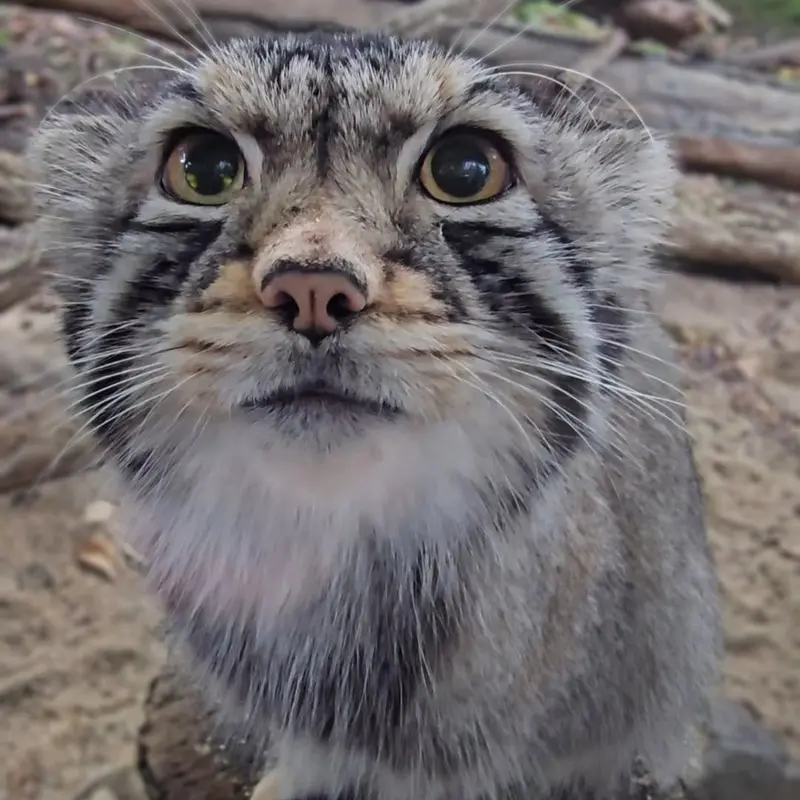 Фотография Нагому