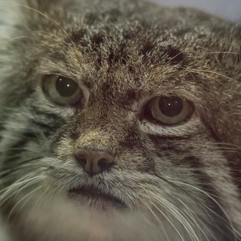 Фотография Клёна в Зоопарке Уено