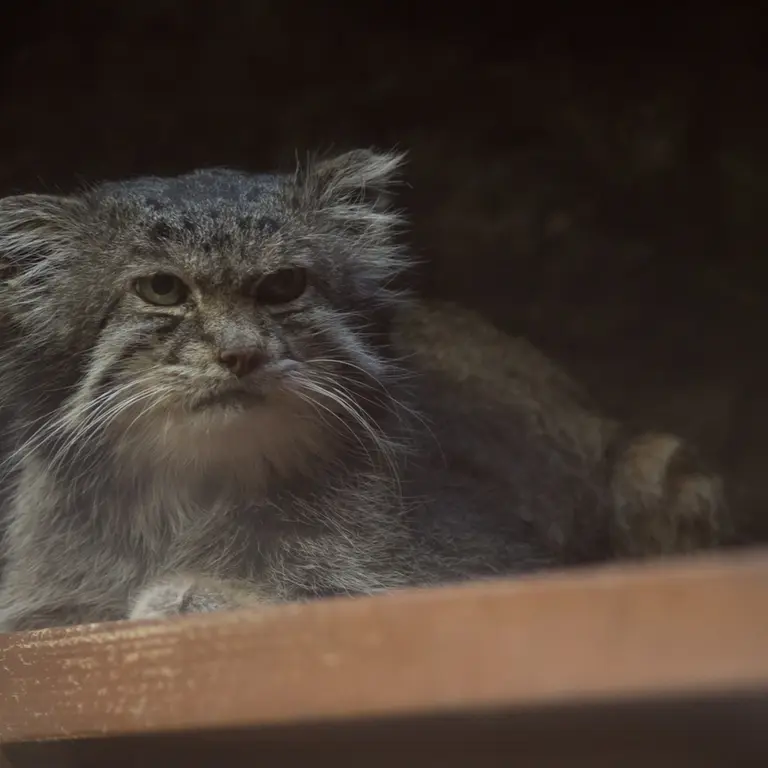 Фотография Клёна в Зоопарке Уено