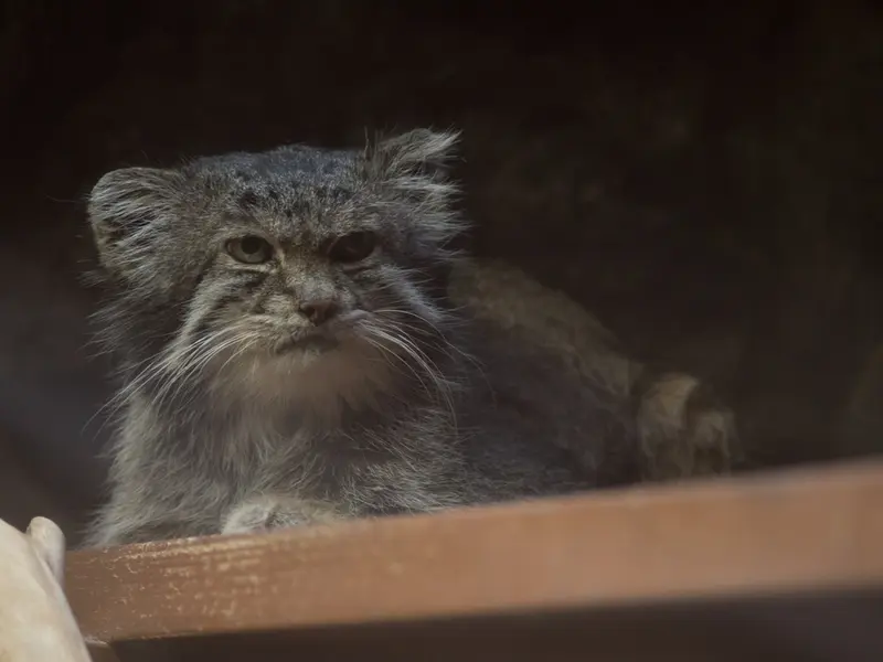 Фотография Клёна в Зоопарке Уено