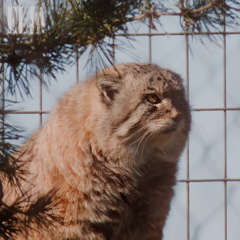 Фотография Олафа в Зоопарке Калгари / Институте Уайлдере