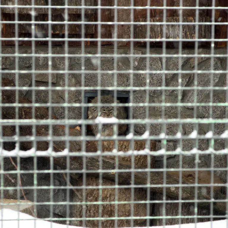 Фотография Свэна в Ленинградском Зоопарке