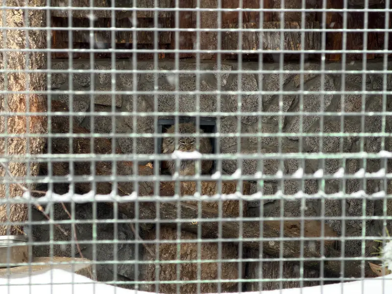 Фотография Свэна в Ленинградском Зоопарке