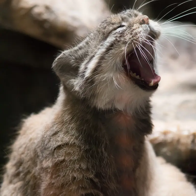 Фотография Примулы в Зоопарке Уено