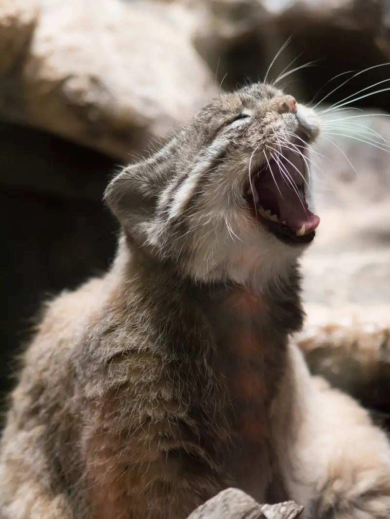 Фотография Примулы в Зоопарке Уено