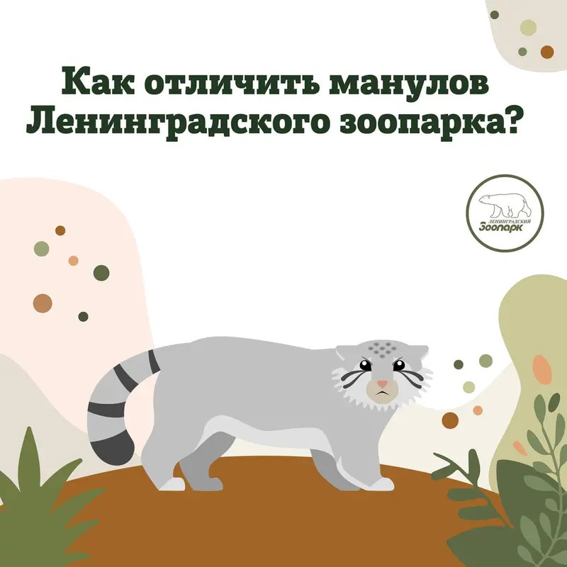 Фотография с манулом