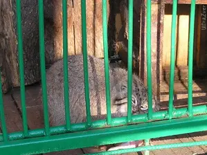 Фотография с манулом