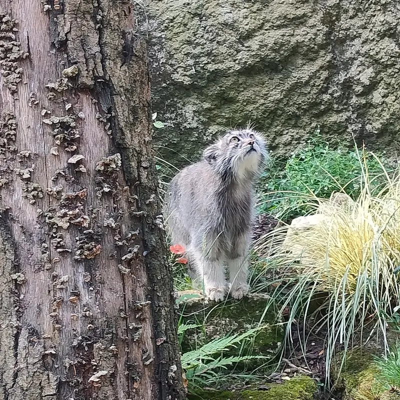 Фотография Колли-Олли в Зверинце ботанического сада