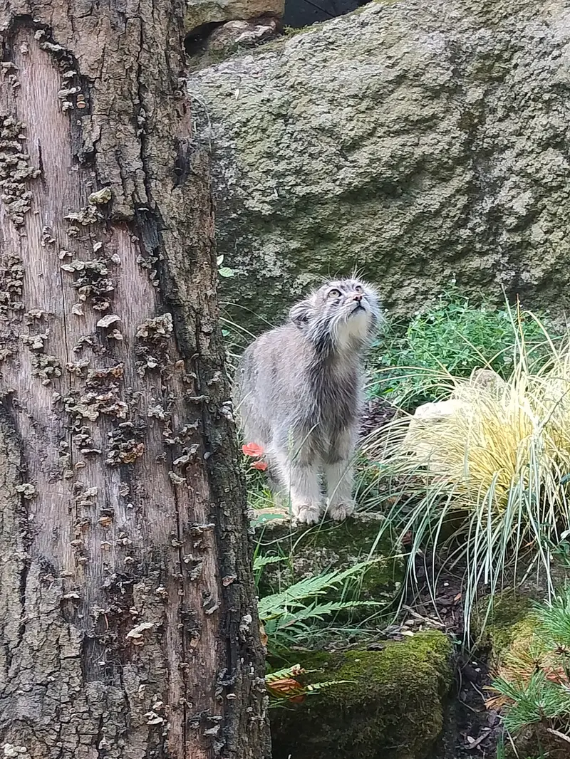 Фотография Колли-Олли в Зверинце ботанического сада