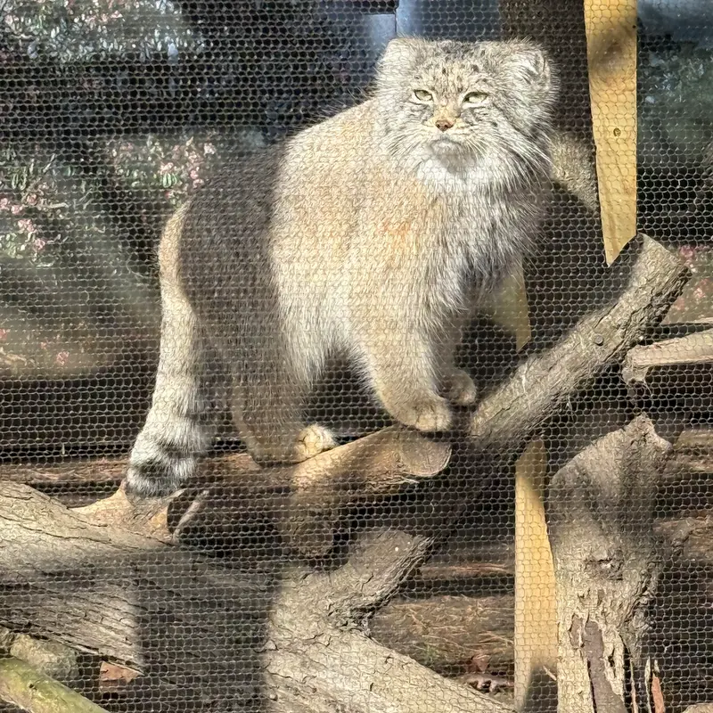 Фотография Пази в Зоопарке Поттер-парка