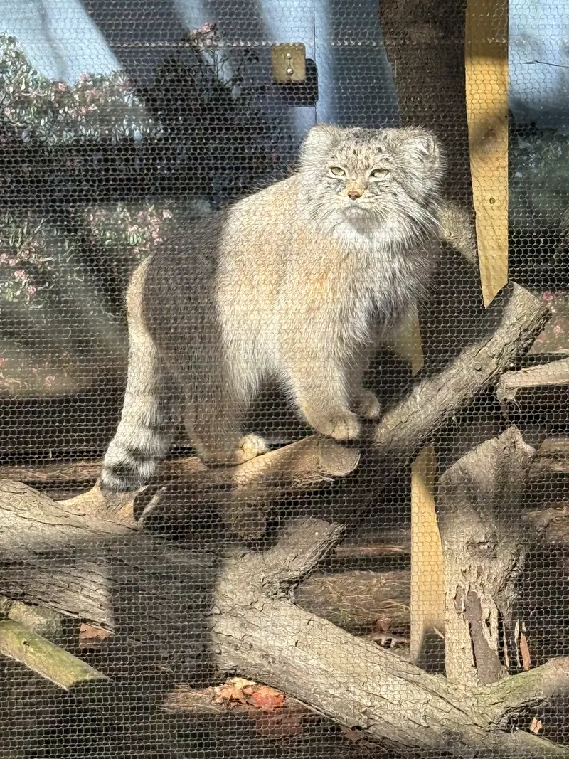 Фотография Пази в Зоопарке Поттер-парка