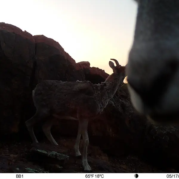 Фотография Аргали с фотоловушки Актас-Кункора