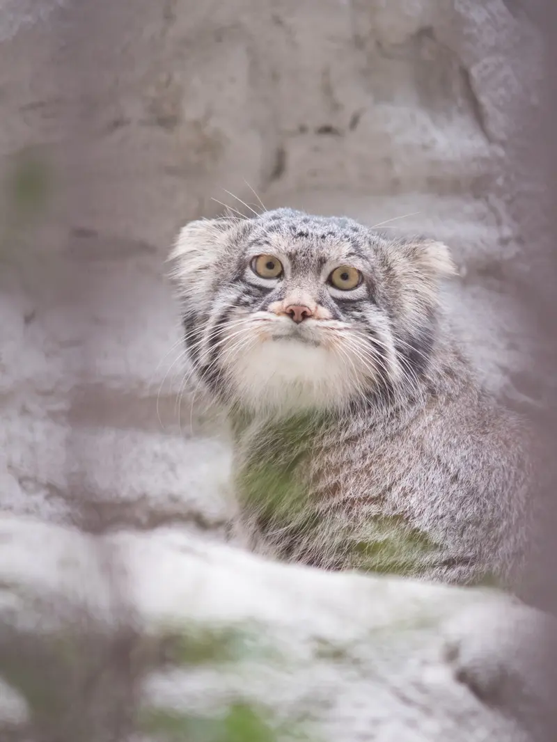 Фотография Фиги в Зоопарке Ногеяме