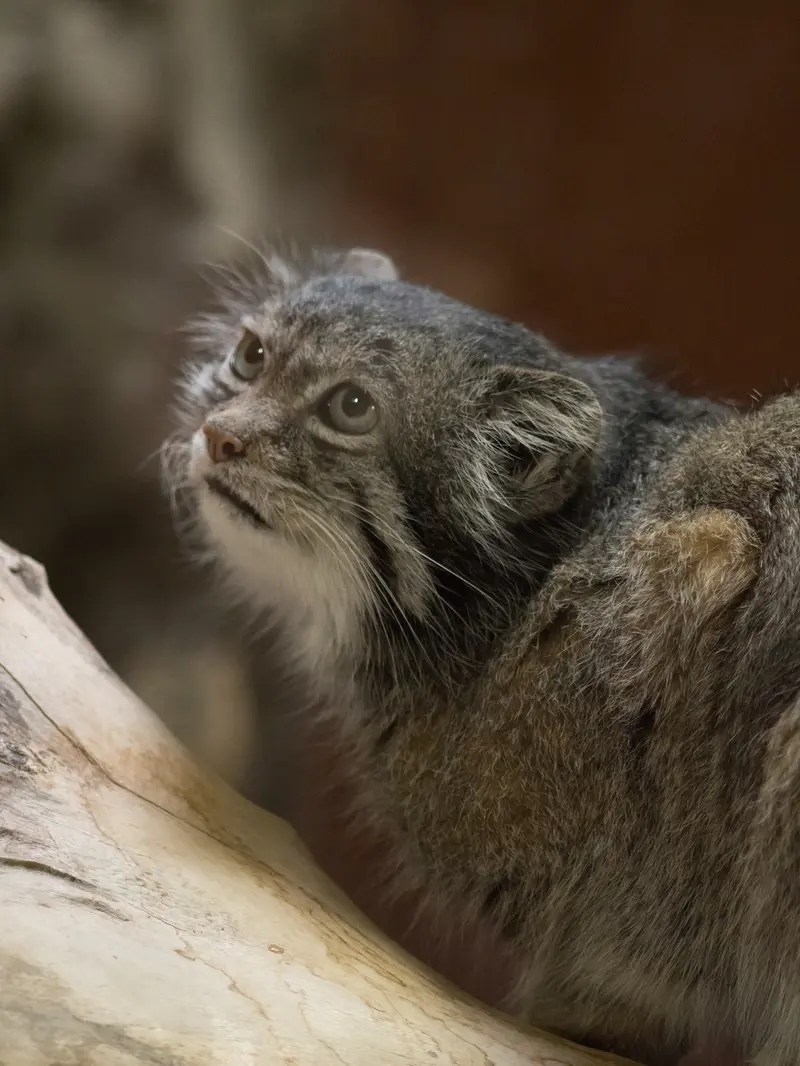 Фотография Клёна в Зоопарке Уено