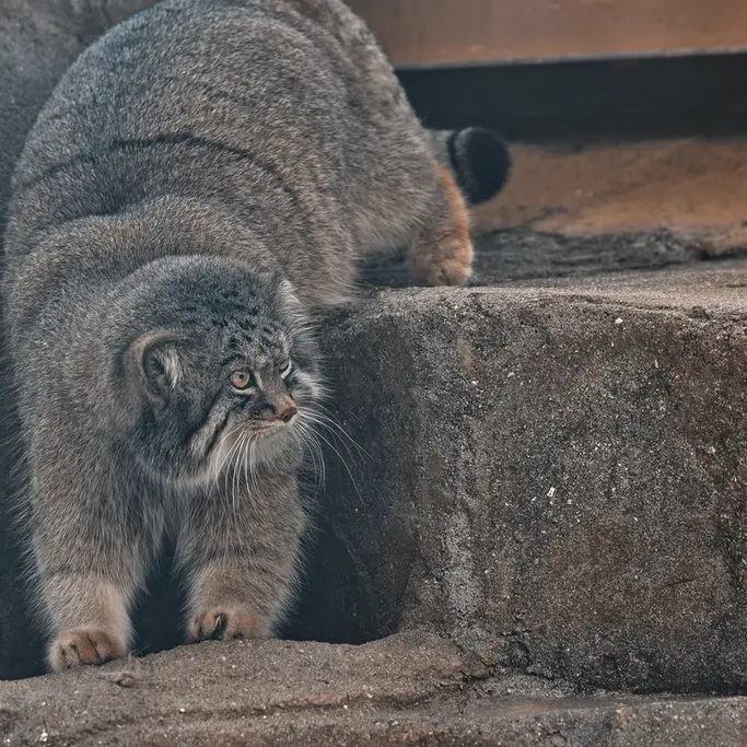 Фотография Ириса в Зоопарке Кобе Оджи