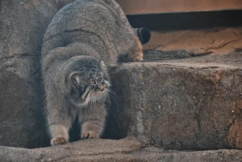 Фотография Ириса в Зоопарке Кобе Оджи