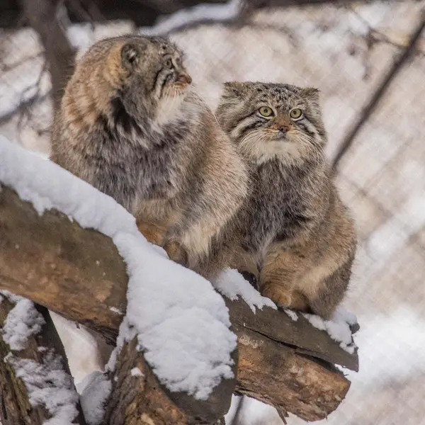 Фотография Сычика в Новосибирском Зоопарке