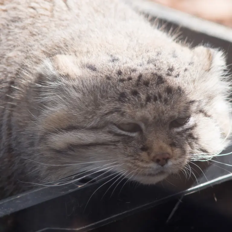 Фотография Лотоса в Детском зоопарке Сайтама