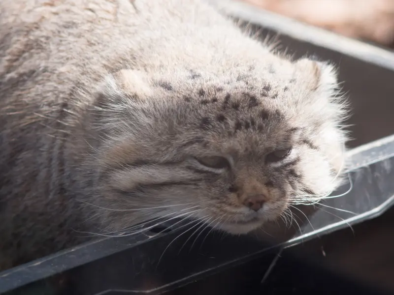 Фотография Лотоса в Детском зоопарке Сайтама