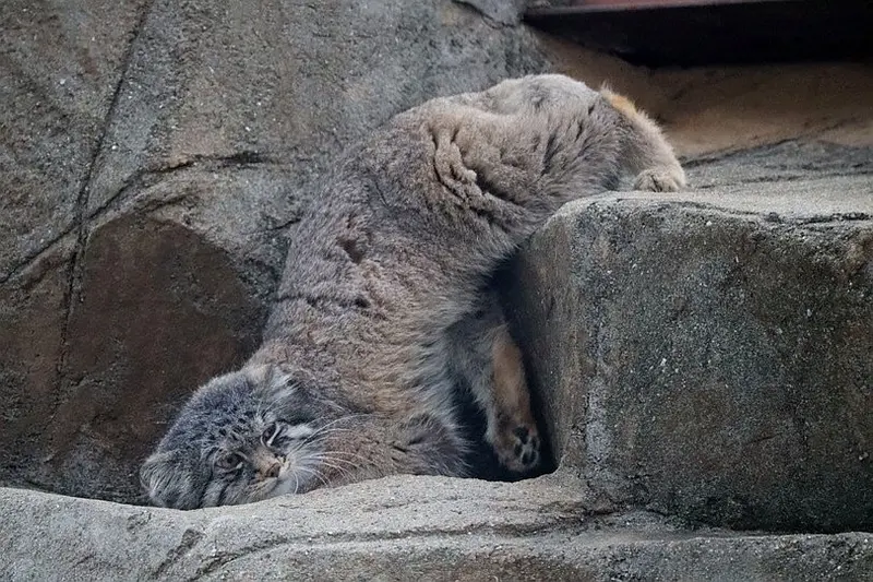 Фотография с манулом