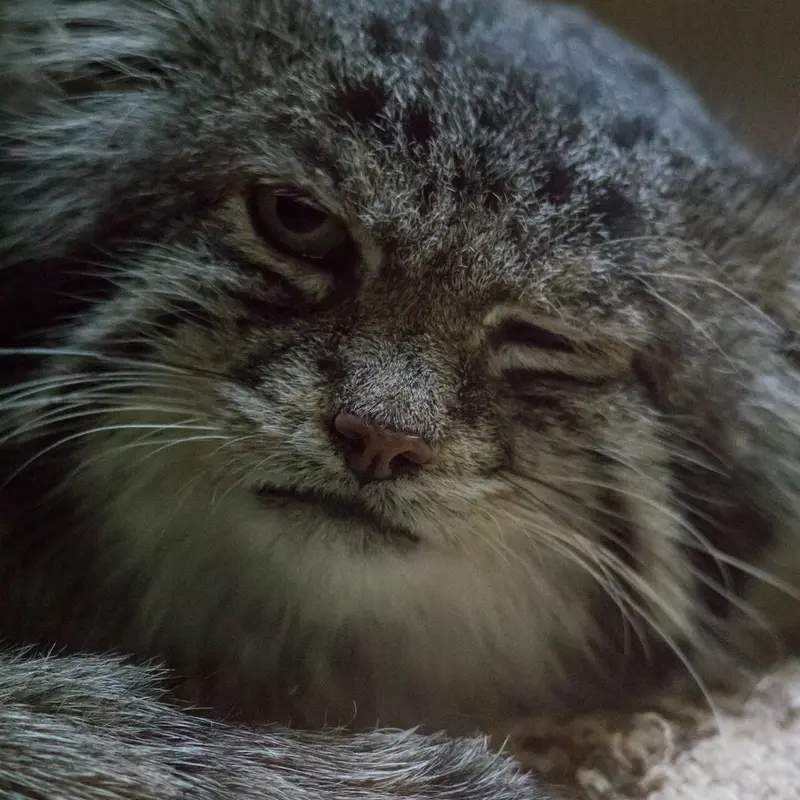 Фотография Клёна в Зоопарке Уено