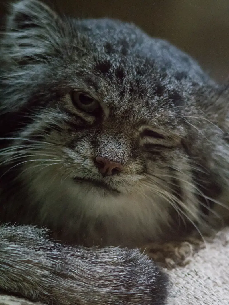 Фотография Клёна в Зоопарке Уено