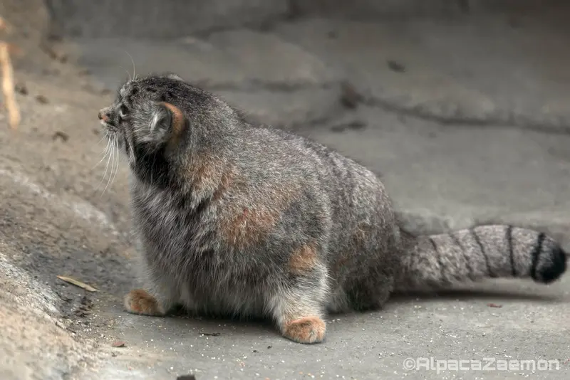 Фотография Аз в Царстве Животных Кобе