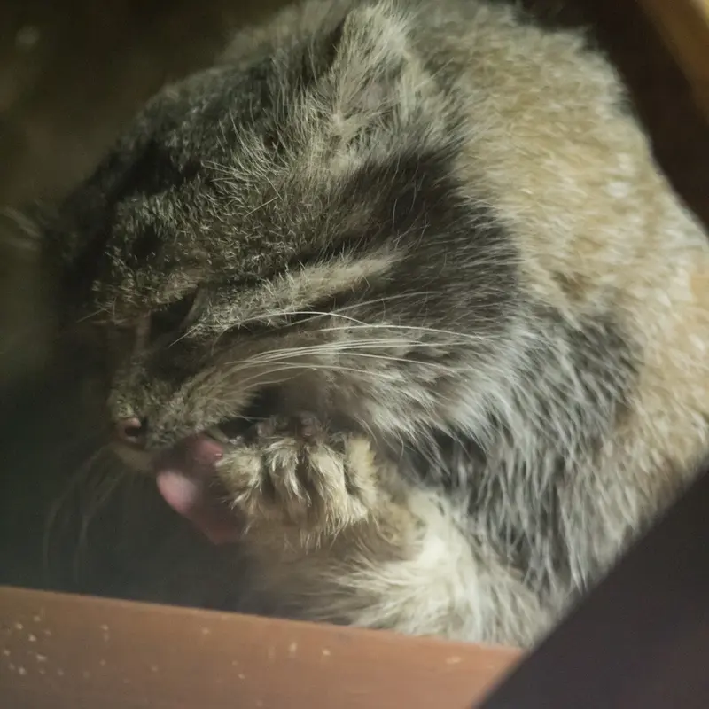 Фотография Клёна в Зоопарке Уено