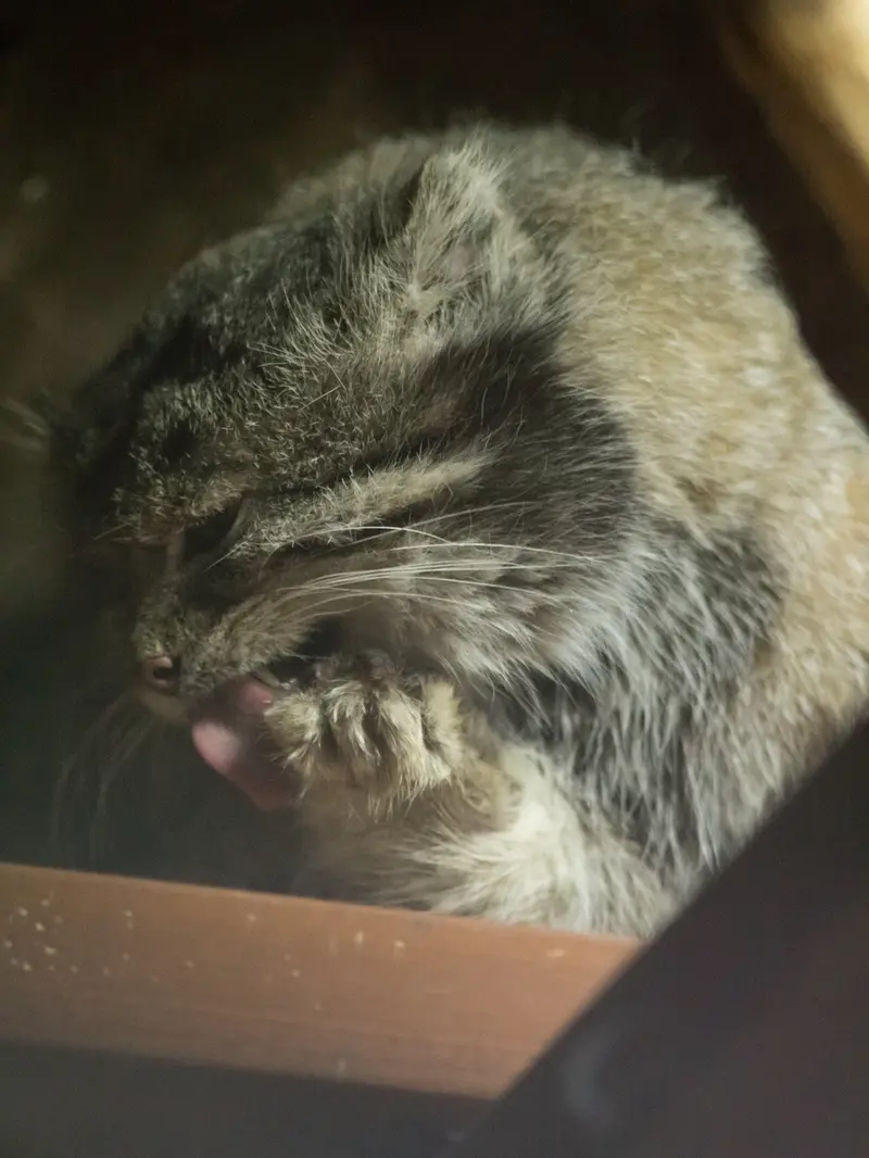 Фотография Клёна в Зоопарке Уено