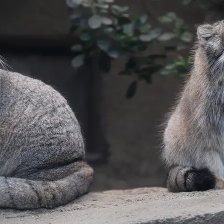 Фотография Аз в Царстве Животных Кобе