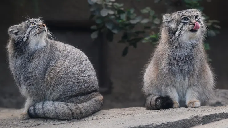 Фотография Аз в Царстве Животных Кобе