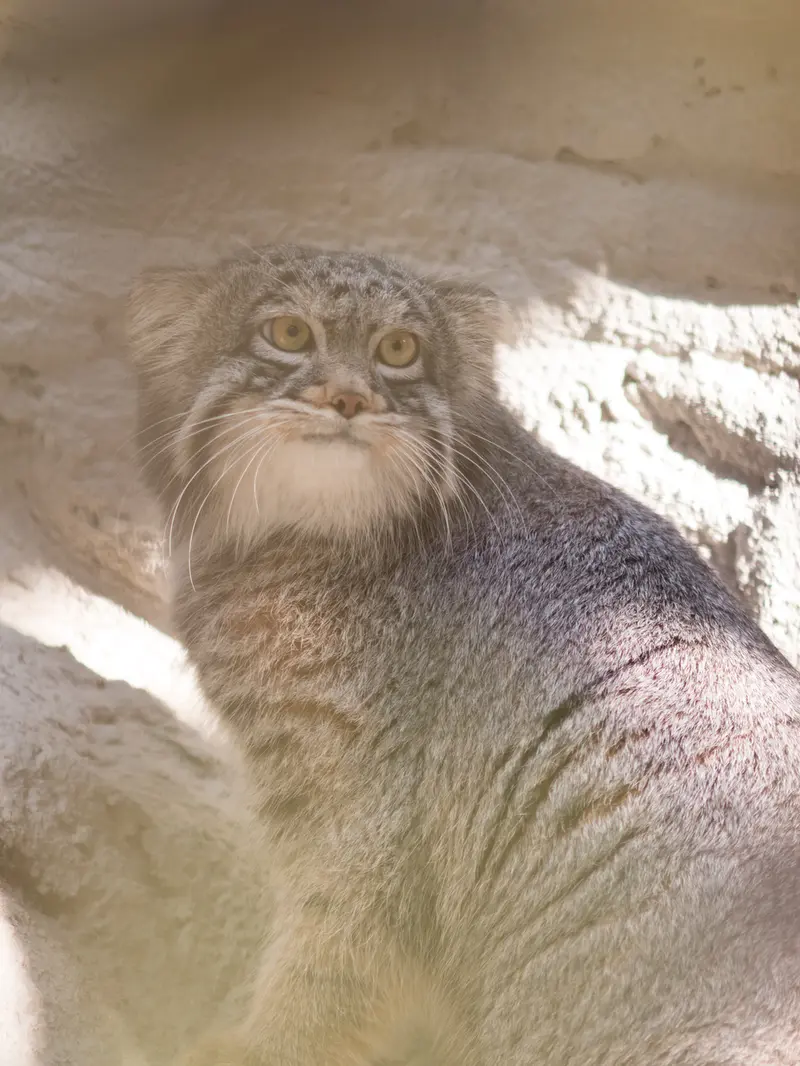 Фотография Фиги в Зоопарке Ногеяме