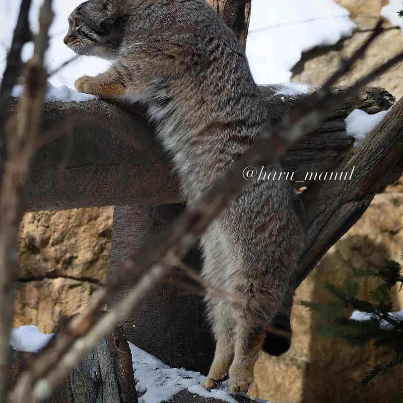 Фотография Нагому в Царстве Животных Насу