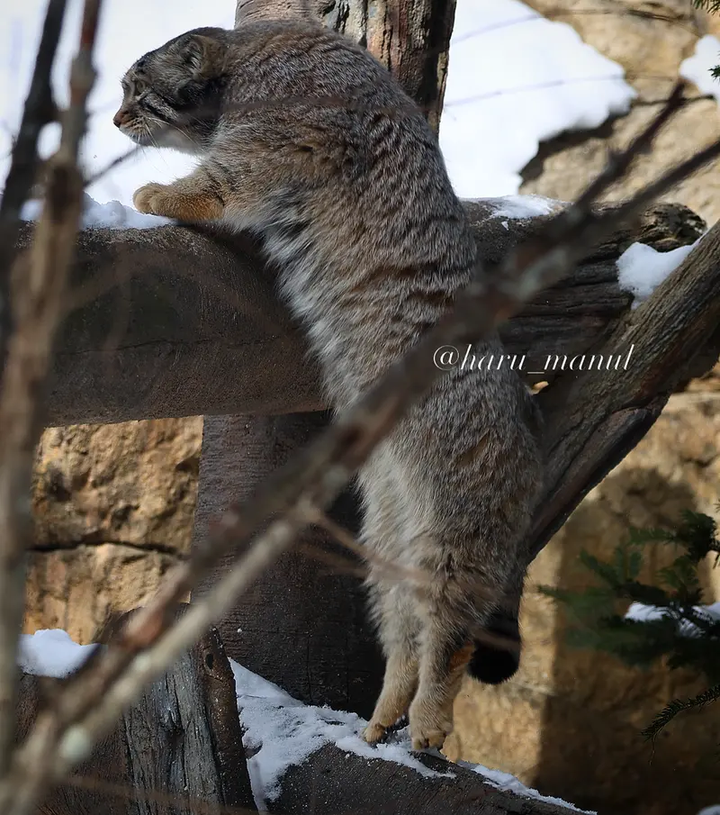 Фотография Нагому в Царстве Животных Насу