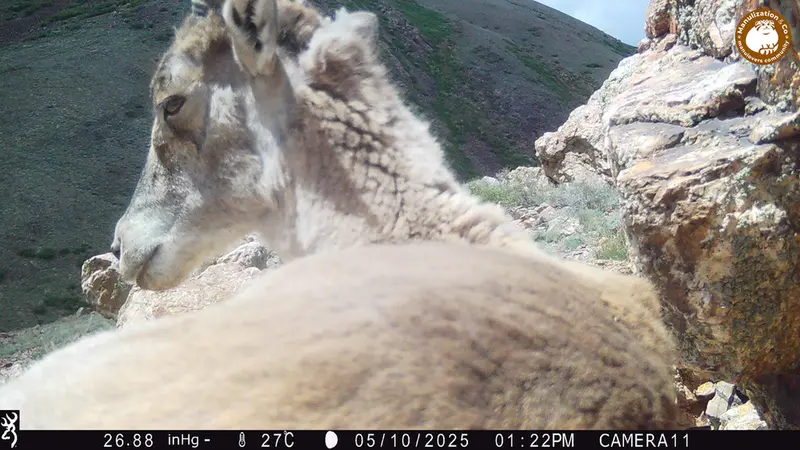 Фотография Аргали с фотоловушки Жунды 2 [новинка]