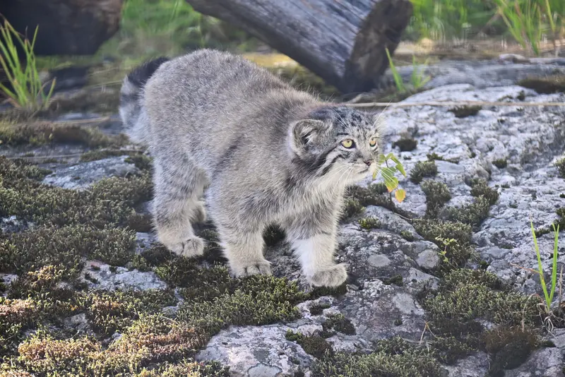 Фотография Саги в Зоопарке Коркеасаари