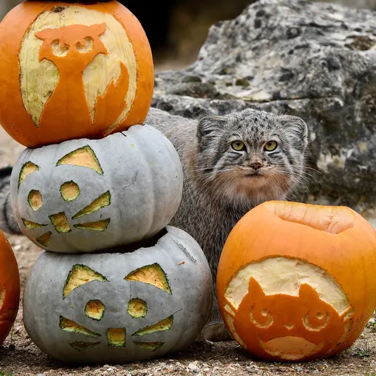 Фотография Хараа в Парке диких животных Порт-Лимпн