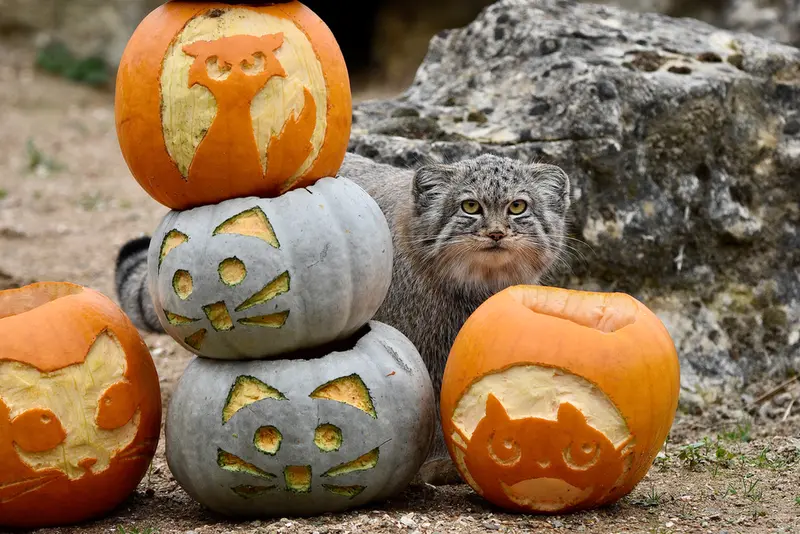 Фотография Хараа в Парке диких животных Порт-Лимпн