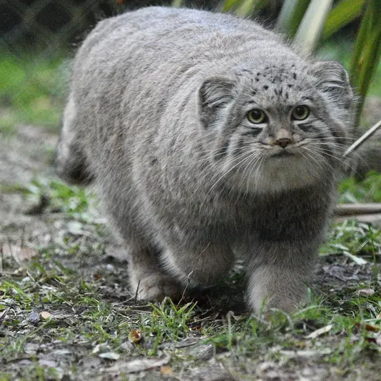 Фотография Хутги в Парке диких животных Порт-Лимпн