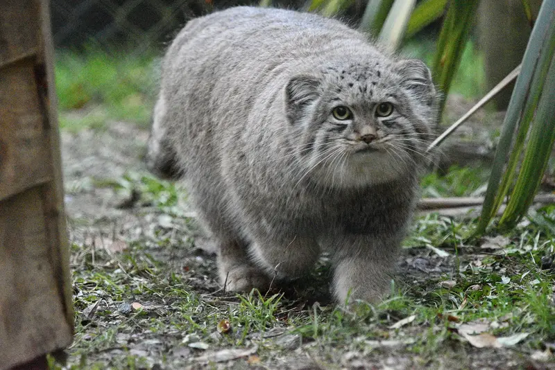 Фотография Хутги в Парке диких животных Порт-Лимпн