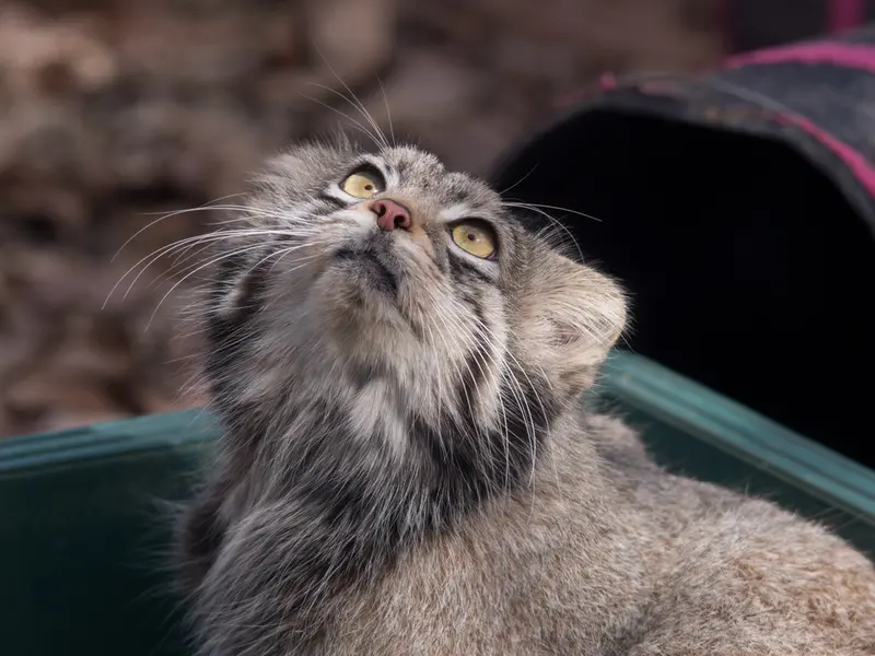 Фотография Ото в Детском зоопарке Сайтама