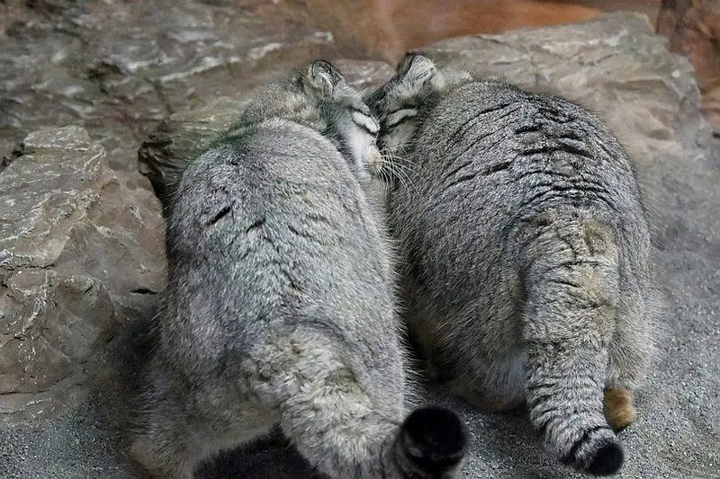 Фотография с манулом