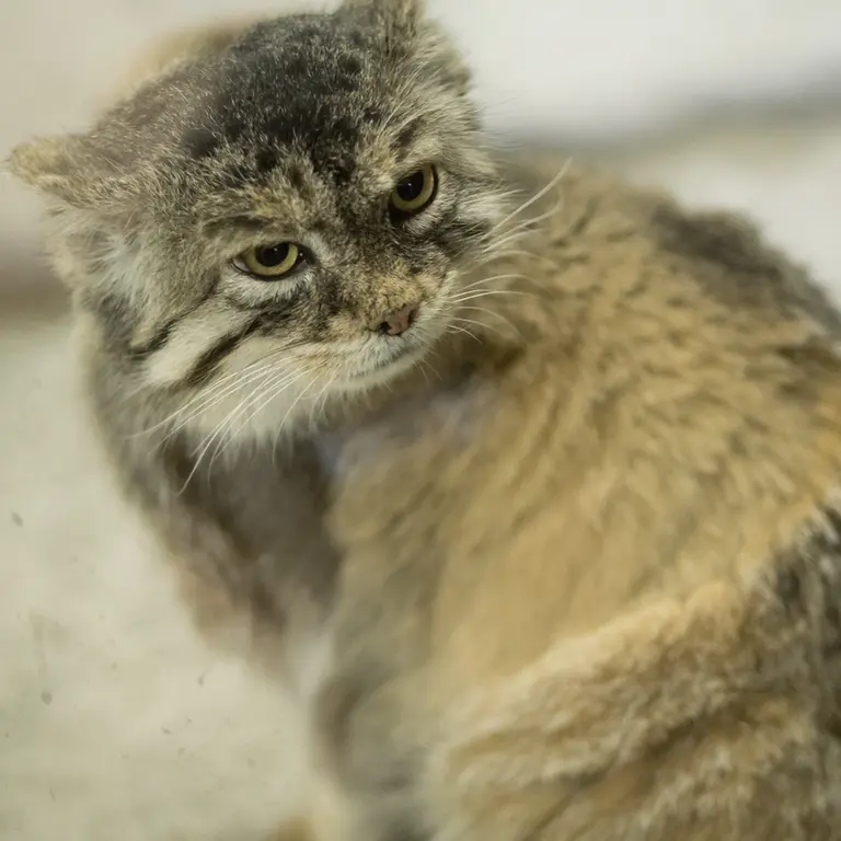 Фотография Примулы в Зоопарке Уено