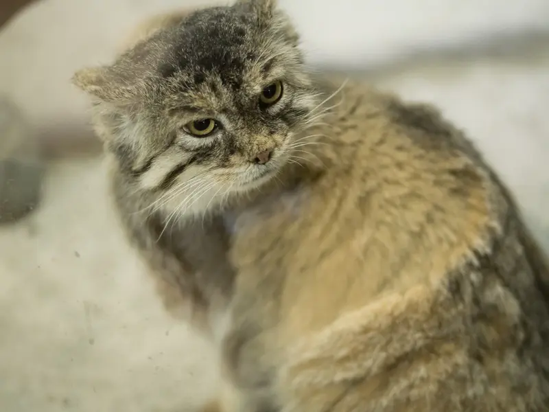 Фотография Примулы в Зоопарке Уено