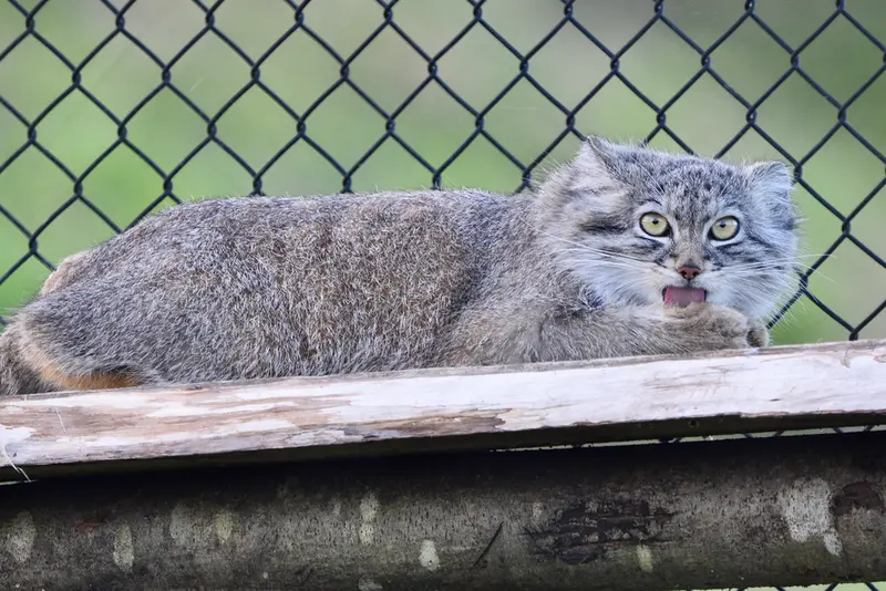 Фотография Хараа в Парке диких животных Порт-Лимпн