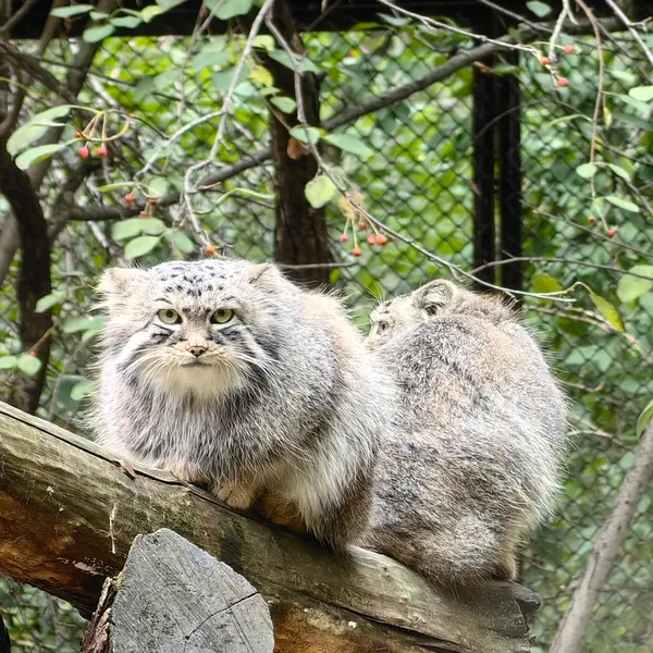 Фотография Евчика 2024 Г.р. Ⅰ и Сычика в Новосибирском Зоопарке