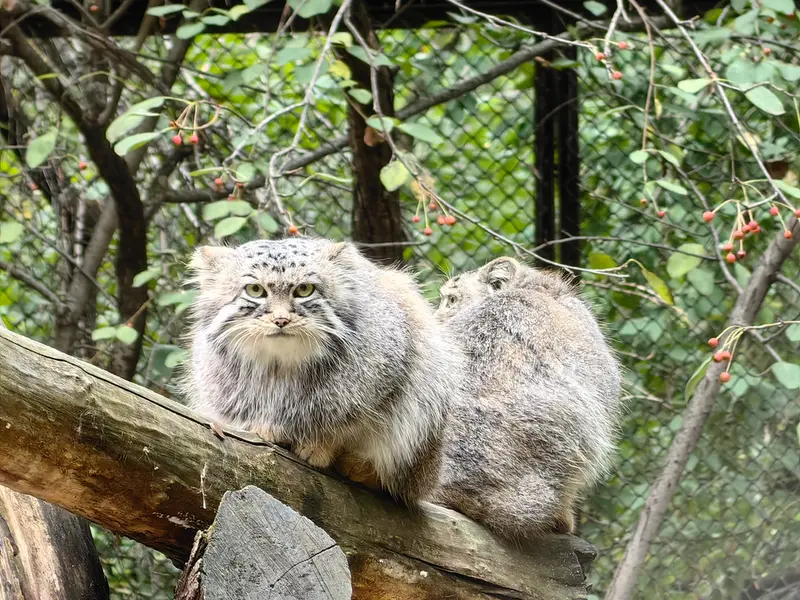 Фотография Евчика 2024 Г.р. Ⅰ и Сычика в Новосибирском Зоопарке