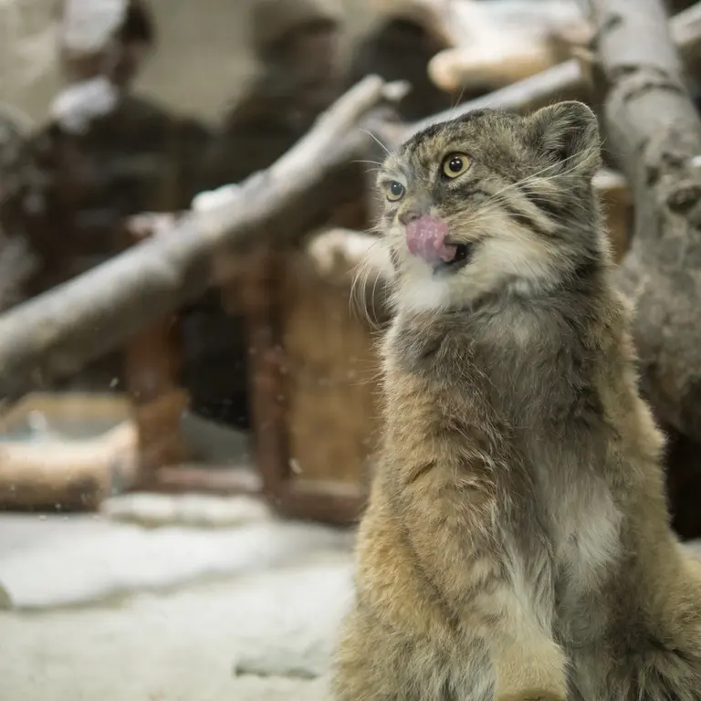 Фотография Примулы в Зоопарке Уено
