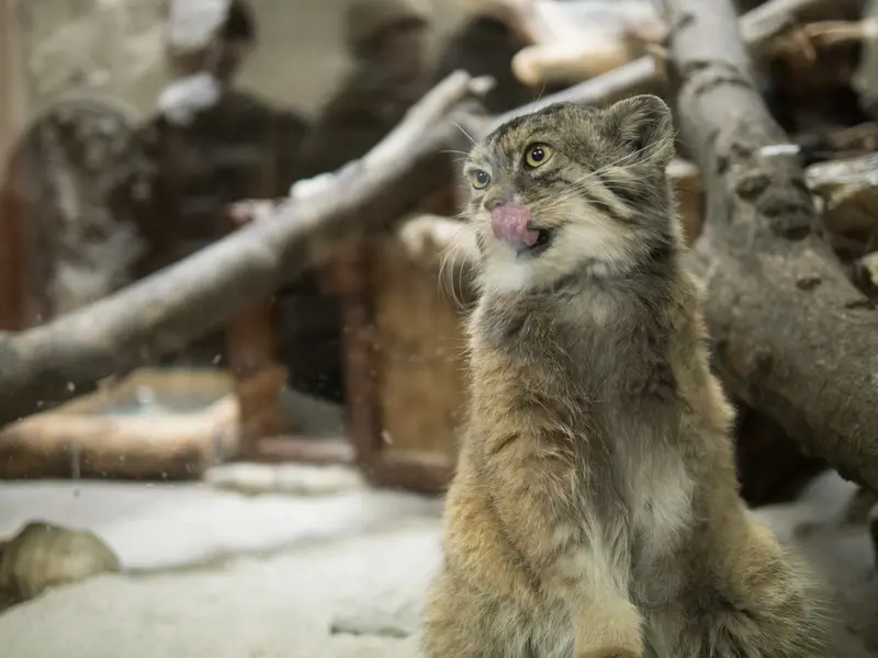 Фотография Примулы в Зоопарке Уено